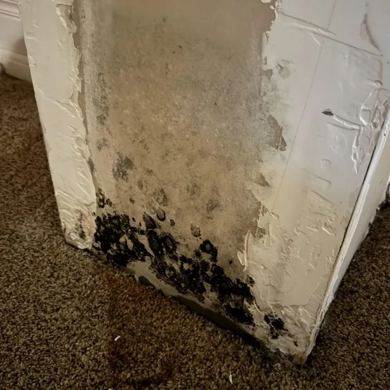 Professional Mold Removal in Danville, OH